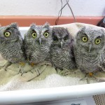 OwlsScale
