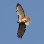 Red tailed Hawk2, Lynch_By Ron Ketter