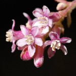 afengler_chaparral currant