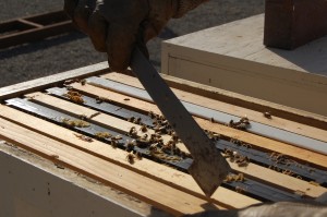 Blevins removes honeycomb frames from his hive. Photo by Courtney Quirin.