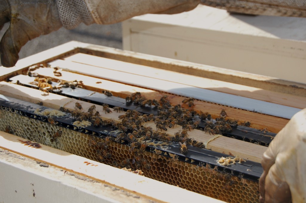 Charlie Blevins inspects one of 15 rooftop hives. Photo by Courtney Quirin.