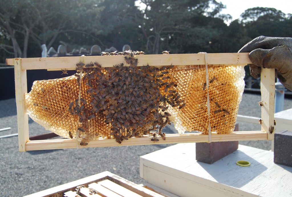 Honeycomb frame removed from one of Charlie Blevin's rooftop hives. Photo by Courtney Quirin.