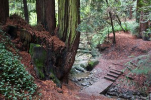 The Palo Saco tributary in Dimond Canyon, upstream from the Sausal Creek project, has similarly narrow and twisty banks, says Slaymaker. Photo by Alison Hawkes.