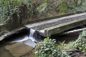 Sausal Creek has been heavily altered over the years by culverts, stormwater runoff, and development . Photo by Alison Hawkes.