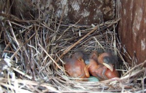 Bluebird nestlings. Photo by Mike Azevedo.