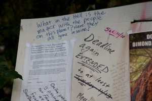 More than 600 people have signed a petition to stop the city from cutting the trees. Photo by Alison Hawkes.