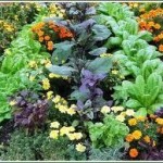companion planting