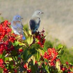 ds_Webl_P1060149_922x691