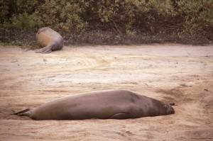 Sleeping without breathing, a male elephant seal rests in sleep apnea for up to 25 minutes. Photo by Courtney Quirin.