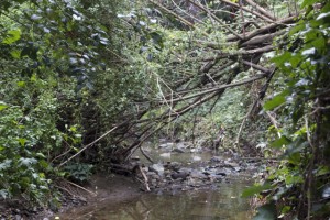 Sausal Creek is overgrown with foilage and fallen trees. Photo by Alison Hawkes.