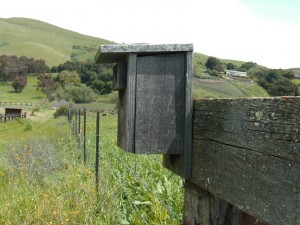 est box at Ed Levin County Park. Photo by Mike Azevedo.