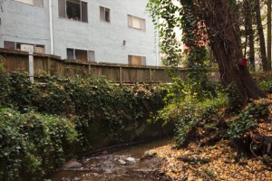 Houses abut Sausal Creek, creating a barrier along one side of the creek. Photo by Alison Hawkes.