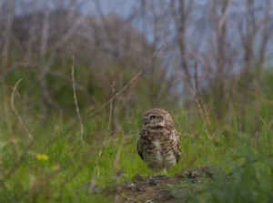 owl1