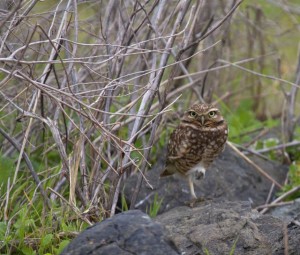 owl4