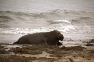 Male rests following vocalization. Photo by Courtney Quirin.