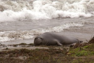 Newly arrived male scopes out available territory on the beaches of Año Nuevo State Park. Photo by Courtney Quirin.