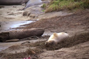 Resting juvenile. Photo by Courtney Quirin.