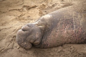 Male elephant seal in sleep apnea. Photo by Courtney Quirin.