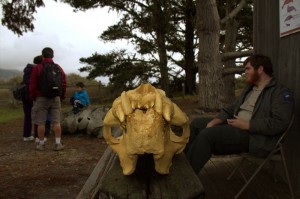 Skull of a northern elephant seal. Photo by Courtney Quirin.