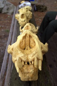 skulls_4