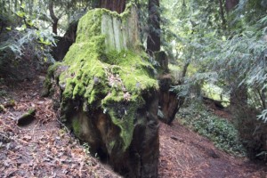 Another giant redwood stump in upper Dimond Canyon. Photo by Alison Hawkes.
