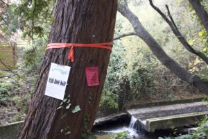 Redwoods, and other trees, grow along one side of Sausal Creek, offering a slice of nature in an otherwise urban landscape. Photo by Alison Hawkes.