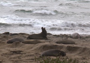Male elephant seal claims his harem with a series of vocalizations. Photo by Courtney Quirin.