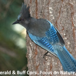 Steller's Jay, Cyanocitta stelleri; near Chester, California; Family Corvidae