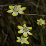 13-03-30 Wildflowers and Other Botanical Delights