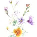 13-04-27 Capturing Naturtal Beauty (by Nina Antze)