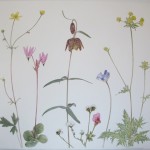 13-05-05 Spring Wildflowers in Watercolor