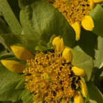 13-05-17 Sunflower Power (Damron)