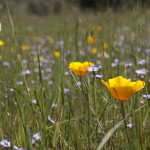 2012 Wildflowers 1 (Greco)