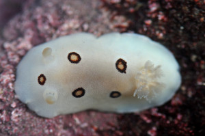 Ring-spotted dorid, discodoris sandiegensis. Photo: Matt Knoth.