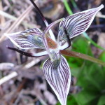 505px-Scoliopus_biglovii-2