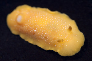 Mimic dorid, baptodoris mimetica. Photo: Matt Knoth.