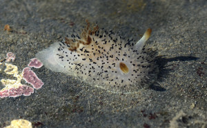 Black-tipped spiny dorid, acanthodoris rhodoceras. Photo: Matt Knoth.