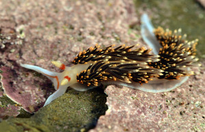 Hilton's aeolid, or phidiana hiltoni. Photo: Matt Knoth.