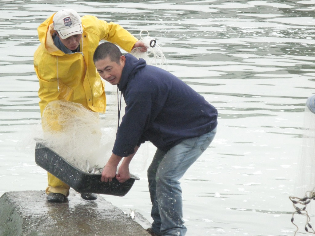 Pulling in the herring catch at China Basin