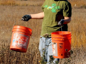 A volunteer carries buckets of mulch. Photo: Paul Epstein.