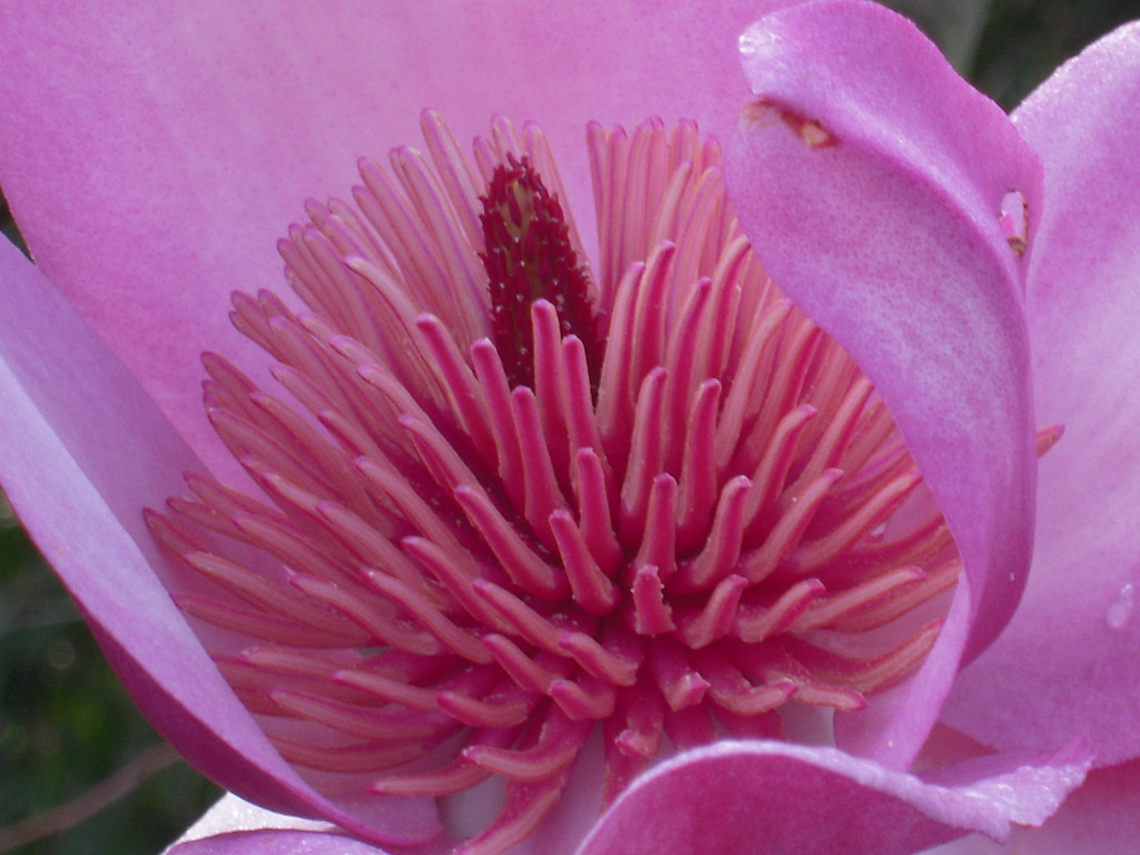 Magnolia campbellii 'Darjeeling' is considered one of the most spectacular blooms. Photo: David Kruse-Pickler.