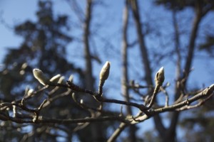 Budding magnolias. Photo: Alison Hawkes.