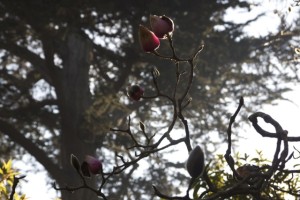 The magnolia bloom is about to hit the San Francisco Botanical Garden, Strybing Arboretum. Photo: Alison Hawkes.