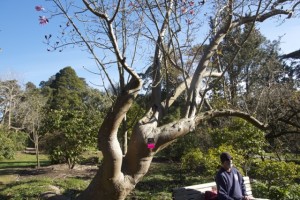 The oldest tree in the garden, magnolia campbellii , the first of its kind to bloom in the U.S. in 1940. Photo: Alison Hawkes.