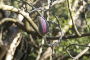 A magnolia flower emerges from its bud. Photo: Alison Hawkes.