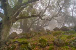 Morgan Territory Regional Preserve. Photo: Marc Crumpler.