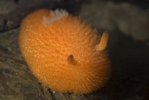 Orange-peel sea slug,  acanthodoris lutea. Photo: Matt Knoth.
