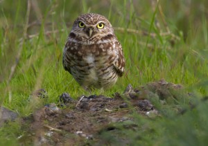 owl