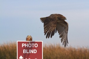 The red-tailed hawk is a the most common hawk species in North America and likes open country. Photo: Rick Lewis.