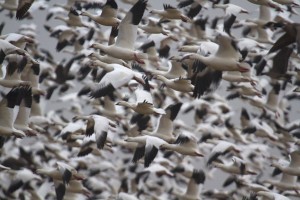 The Ross's goose is a miniature version of the more abundant snow goose. Photo: Rick Lewis.